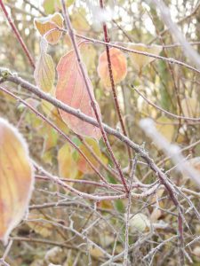 roter Hartriegel mit Reif