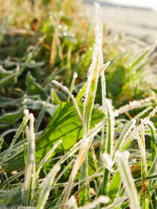 die Sonne erwärmt die Natur und lässt den Raureif tauen