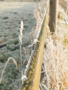 Weidezaun mit Raureif
