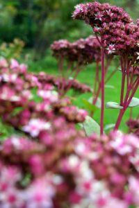 Fette Henne lila Herbst